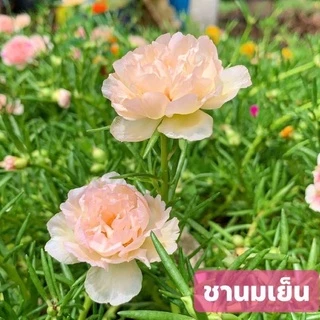 แพรเซี่ยงไฮ้ กล่องละ1 โลคละสีจ้า 10-20สีขึ้นจ้าตัดคละสี