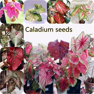 ต้นบอนสี "ราชินีใบไม้" ฉายา ทับทิมสยาม 100 แคปซูล เมล็ดพันธุ์ สีผสม Caladium Seeds ไม้มงคลราคาถูก ไม้ด่าง บอนสีพันหายาก