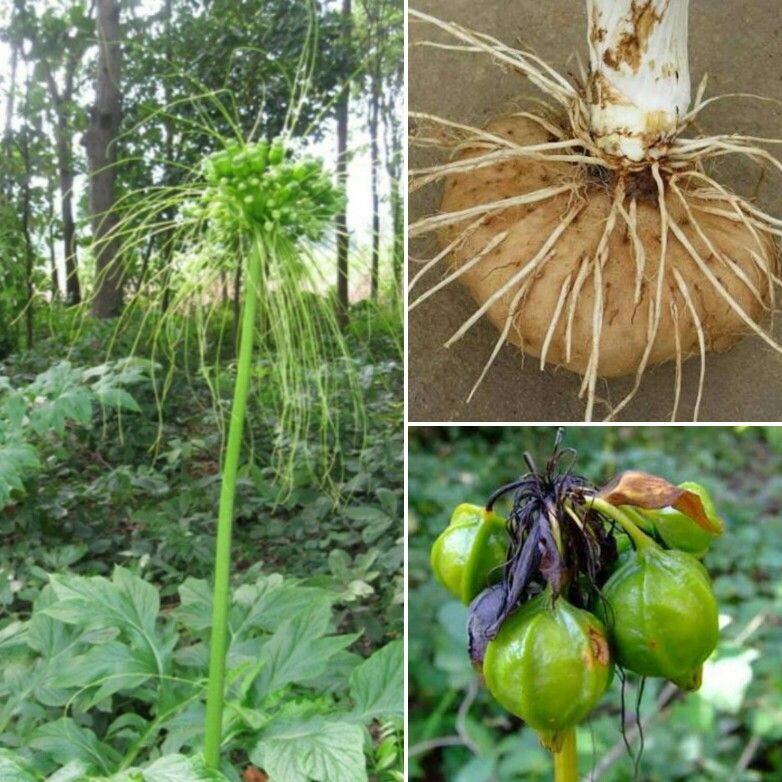 หัวท้าวยายม่อม เท้ายายม่อม Tacca leontopetaloides or Thahiti Arrowroot 2หัว/ชุด
