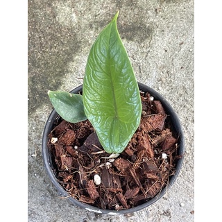 Alocasia Scalprum อายุประมาณ 2 เดือน