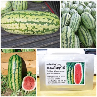 เมล็ดพันธุ์ แตงโมจูบิลี่ (Jubilee Watermelon Seed) บรรจุ 20 เมล็ด คุณภาพดี ราคาถูก ของแท้ 100%