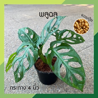 พลูฉลุ กระถาง 4 นิ้ว / 6 นิ้ว (แถมปุ๋ยฟรี!) ต้นไม้ฟอกอากาศ ต้นไม้ในร่ม ต้นไม้ในออฟฟิศ พลูด่าง ต้นไม้ประดับ ต้นไม้ในบ้าน
