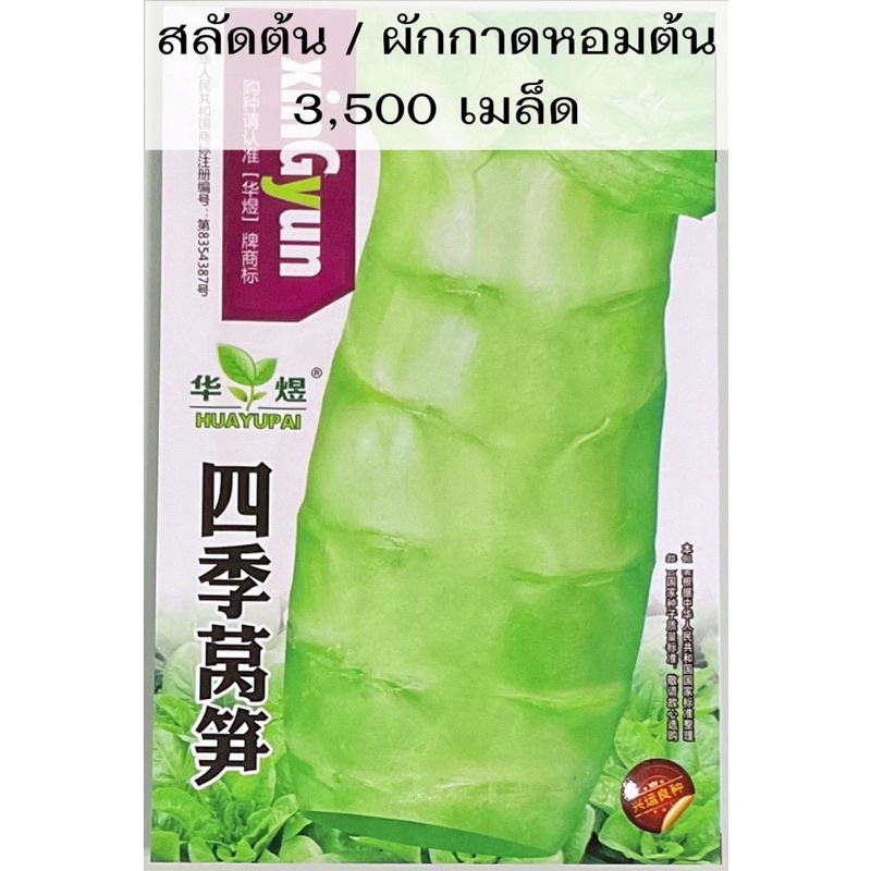 เมล็ด สลัดต้น / ผักกาดหอมต้น celtuce 3,500 เมล็ด โอซุ่น