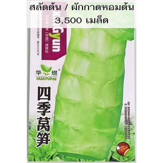 เมล็ด สลัดต้น / ผักกาดหอมต้น celtuce  3,500 เมล็ด โอซุ่น