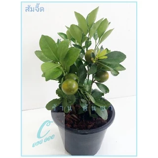 🍭ส้มจี๊ด หรือ ส้มมะปี๊ด ปักกิ่งชำ ติดลูกทุกต้น