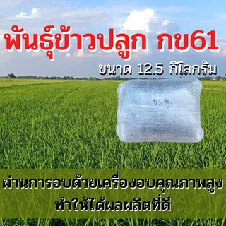 พันธุ์ข้าวปลูก กข61 เมล็ดพันธุ์ ข้าวปลูก กข61 เมล็ดพันธุ์ข้าว พันธุ์ข้าว กข.61 ให้ผลผลิตดี 12.5กิโล