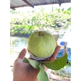 พร้อมส่งด่วน!!!ต้นฝรั่งกิมจู พร้อมลงดิน ไซส์ใหญ่ ให้ผลเร็ว ราคาดีเกือบทุกฤดู หวาน กรอบ อร่อย เมล็ดน้อย