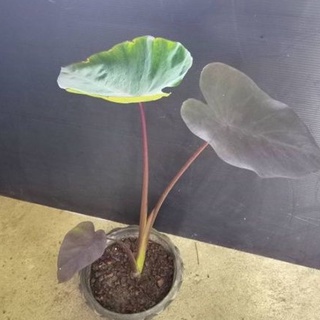 Black Magic แบล็คเมจิค บอนดำ Colocasia สูงประมาณ 60-90 cm.