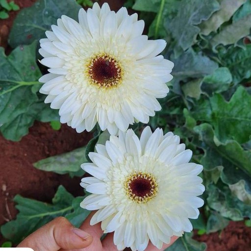เยอบีร่า Gerbera Daisyขาว ไม้ประดับดูดสารพิษ เยอบีร่า ส่งพร้อมติดดอกคะ