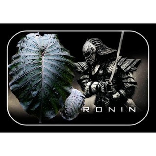 Colocasia ronin ไม้ไฮบริดโคโลคาเซีย โรนิน ตัวใหม่เก็บสะสม จัดส่งต้นลูกชำไหลในแก้วพลาสติกใส่รากเดินดี