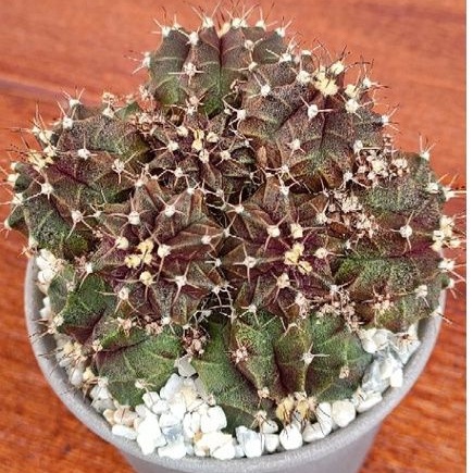 Cake Cactus Farm กระบองเพชร Gymnocalycium mihanovichii variegated หน่อยิมโนหัวสีล้วนเด็ดสด ไม่มีราก สำหรับมือใหม่หัดกราฟ - รูปที่ 6