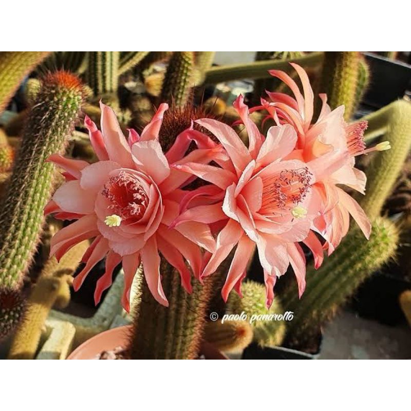 กระบองเพชรไม้นำเข้า cactus หน่อเด็ดสด หางสิงห์ Hildewintera Rudolf Herzog ดอกสีส้ม ขนาดยาว 5 ซม. ขึ้นไป