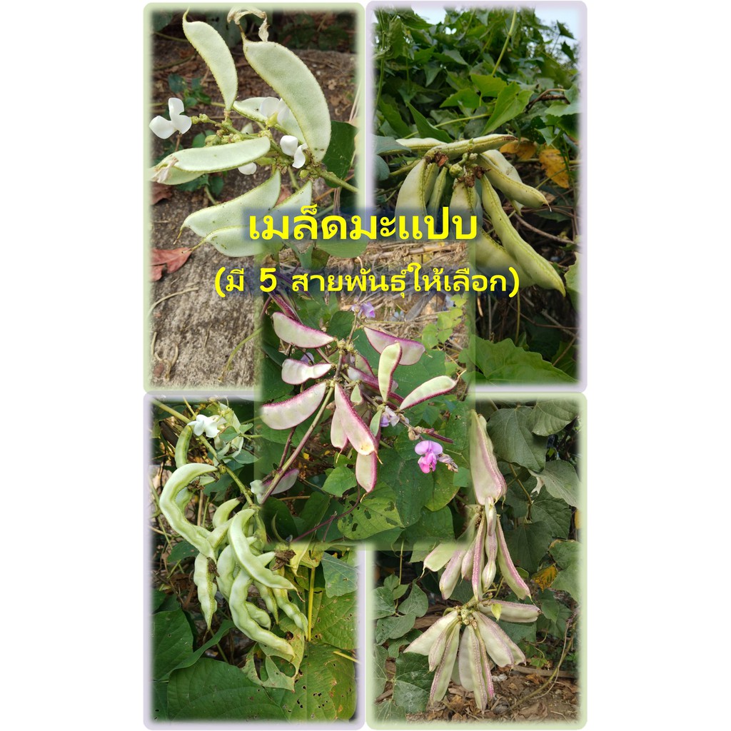 เมล็ดถั่วแปบ มะแปบ 30เมล็ด 20บาท (มี 5 สายพันธุ์ให้เลือก)