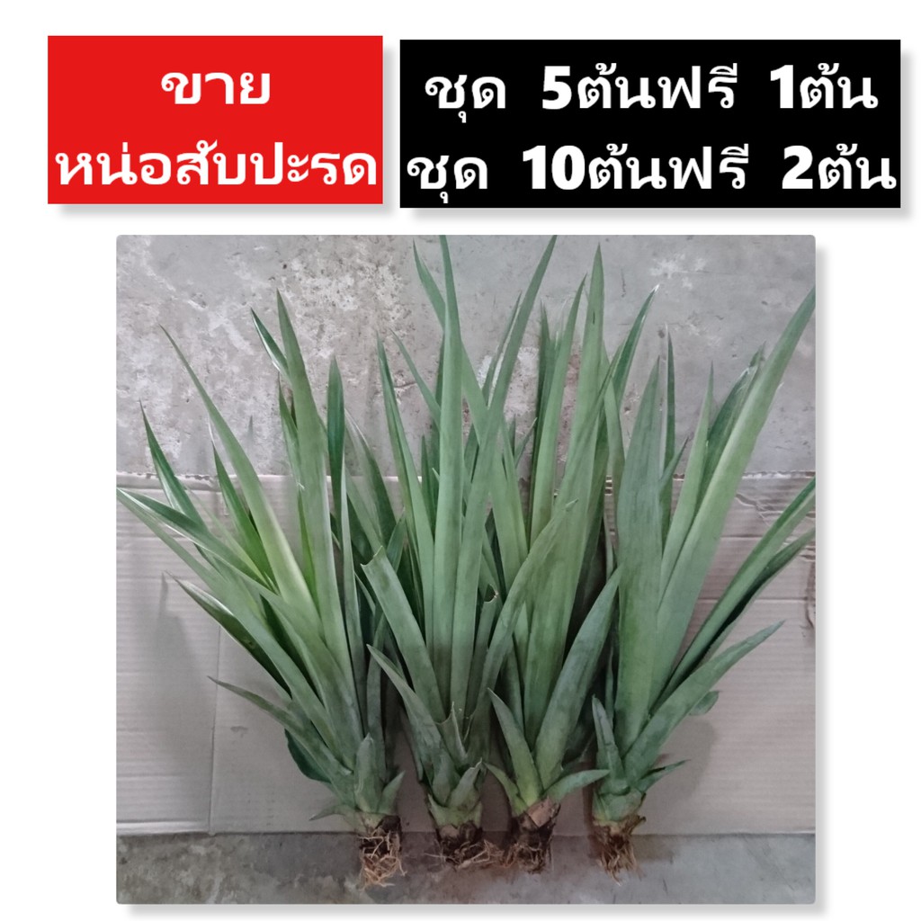 หน่อสับปะรด ศรีราชาแท้ หน่อหักสดทรงสวย ชุดละ10ต้น ฟรี 2ต้น, ชุด 5ต้น ฟรี 1ต้น ต้นสับปะรด ปัตตาเวีย หน่อปัตตาเวีย