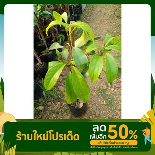 ต้นมะไฟเเดง(ต้นพันธุ์ เสียบยอด)สูงประมาณ60-70ซม.