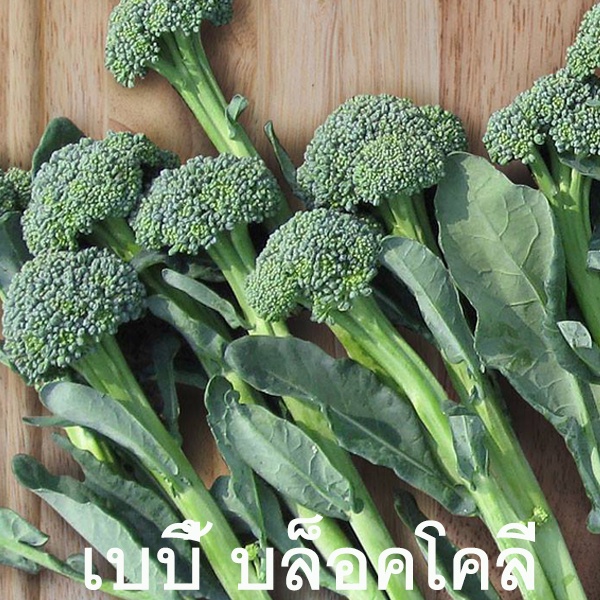 เบบี้ บล็อคโคลี่🎯ถูกที่สุด25บ.🎈เมล็ดพันธุ์เบบี้ บล็อคโคลี่ 10-100 เมล็ด☘ปลูกง่าย🌿ดอกดก🍃ทานอร่อย