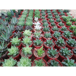 Haworthia บัวแก้ว ⭐️5แถม1⭐️