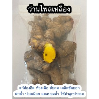 ไพลเหลือง ว่านไพล ปูเลย ปูขมิ้น ว่านปอบ : ขนาด 1 กิโลกรัม 65 บาท (ปลูกหรือทานได้)