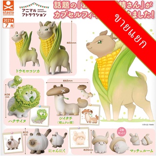 ขายแยก Stasto Animal Attraction Vegetable Fruit Fairy Gashapon NEW กาชาปอง หมาผักกาด หมา แมว สัตว์ กาชา cabbage dog