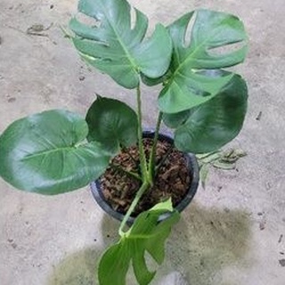 ต้นมอนสเตอร่าพันธุ์ไจแอนท์ (Monstera) กระถาง 11 นิ้ว