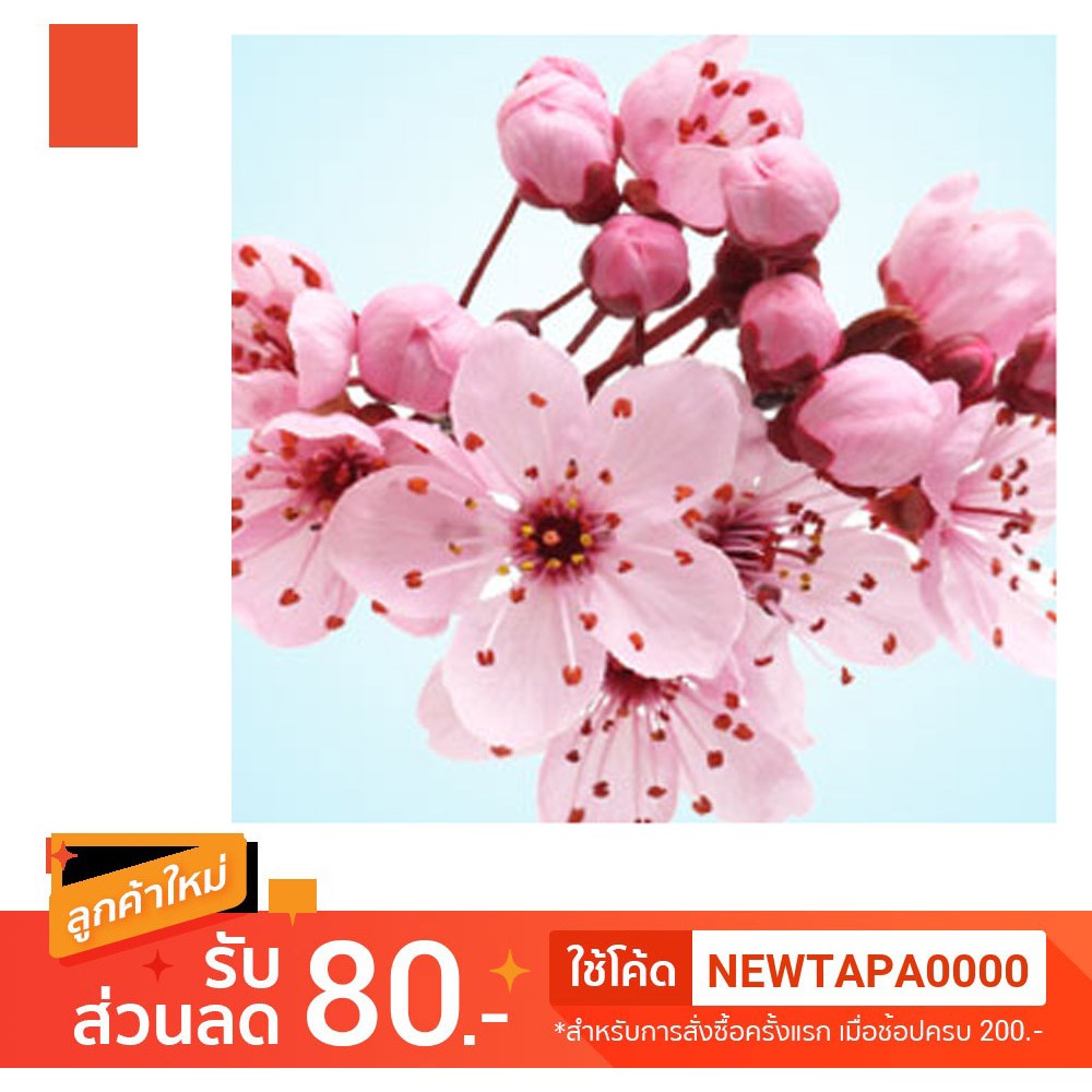 4 Oz.JAPANESE CHERRY BLOSSOM FRAGRANCE OIL น้ำหอม NG Nature's Garden นำเข้าจากอเมริกา