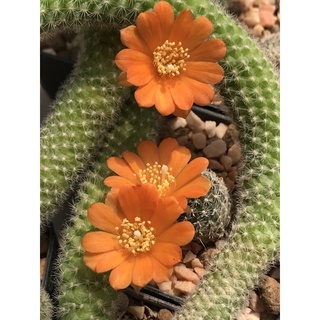 รีบูเทียดอกสีส้มไม้เลื้อย Rebutia กระบองเพชร แคคตัส