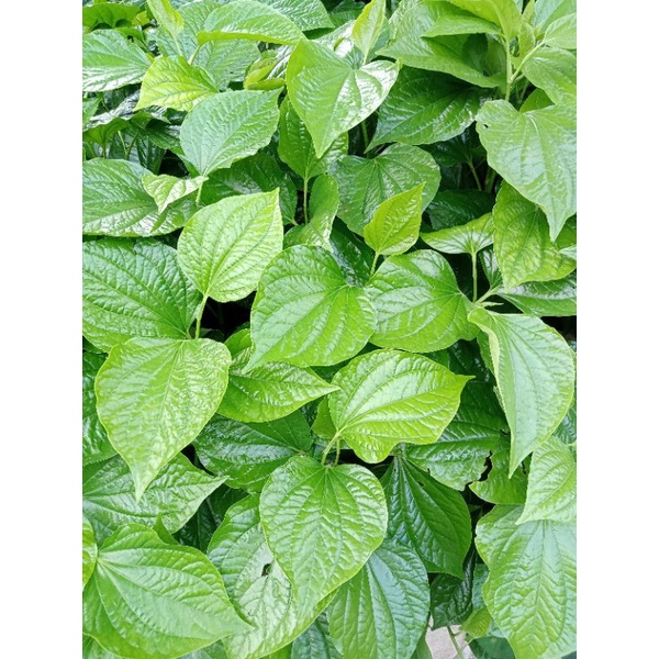 ชะพลู กิ่งปักชำ เกษตรอินทรีย์(5กิ่ง20บาท)