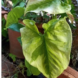 Syngonium Podophyllum Aurea Variegatedไหลมาด่างเหลือง3-5ใบ,ไม้ด่างแท้เต็มกอรากแข็งแรงส่งทั้งกระถางขนาด15-20ชม.