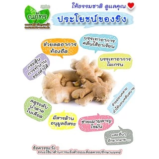 ขิงผงสกัด100%🎉(100-500g) แบบตักชง ณภัทร ขิงผงสำเร็จรูป ไม่มีน้ำตาล ชงง่าย ละลายเร็ว เข้มข้น💐🎊