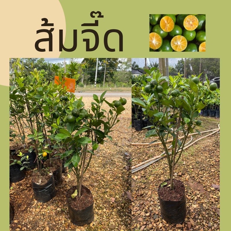 ต้นส้มจี๊ด 🍊ทรงพุ่มติดลูก ต้นส้มสีทอง ไม้มงคล เลี้ยงง่าย ไซส์สูง60-70ซม แพ็ค 1,2,4 ต้น