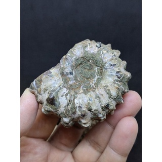 🌊 แอมโมไนต์ ลายผิวหยัก แหล่งมาดากัสการ์  ⛏️
( Ammonite Madagasca )