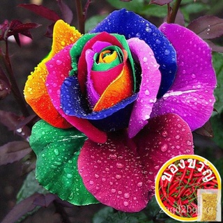 สายรุ้งกุหลาบ，สายรุ้งกุหลาบเมล็ด，เมล็ด.Rainbow rose, rainbow rose seed, seedดอกไม้/seeds/ผักชี/แม่และเด็ก/เด็ก/กางเกง/ทา