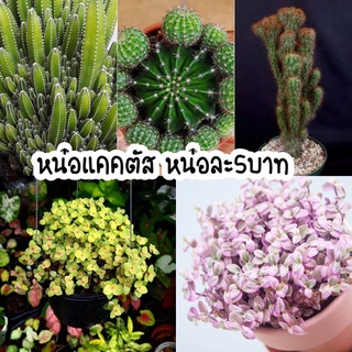 หน่อแคคตัส หน่อคอนโดนางฟ้า,ริบบิ้นชาลี แบบเด็ดสด บางหน่อมีราก ซื้อขั้นต่ำ 50 บาท