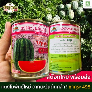 ใหม่ แตงโม ซากุระ 495 พันธุ์ใหม่ ลูกใหญ่ เนื้อดี หวานกรอบ 5-7กก./ผล เมล็ดแตงโม เมล็ดพันธุ์แตงโม ตะวันต้นกล้า