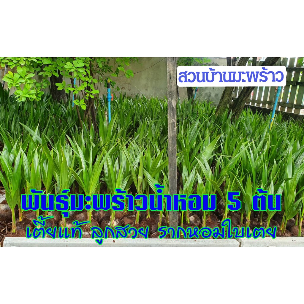 *แพ็ค5ต้น* พันธุ์มะพร้าวน้ำหอมต้นเตี้ยแท้บ้านแพ้ว คัดไซส์พร้อมปลูก 🌴 กล้ามะพร้าวน้ำหอม ลูกดกก้นจีบ รากหอมใบเตย รสหอมหวาน