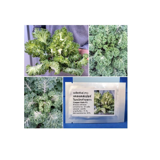 เมล็ดเคล แคสเปอร์ - Casper Kale F1
