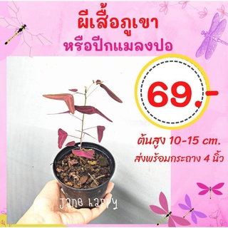 ต้นผีเสื้อภูเขา (ต้นปีกแมลงปอแดง) ไซส์ S ในกระถาง 4 นิ้ว ต้นสูงประมาณ 10-15 cm