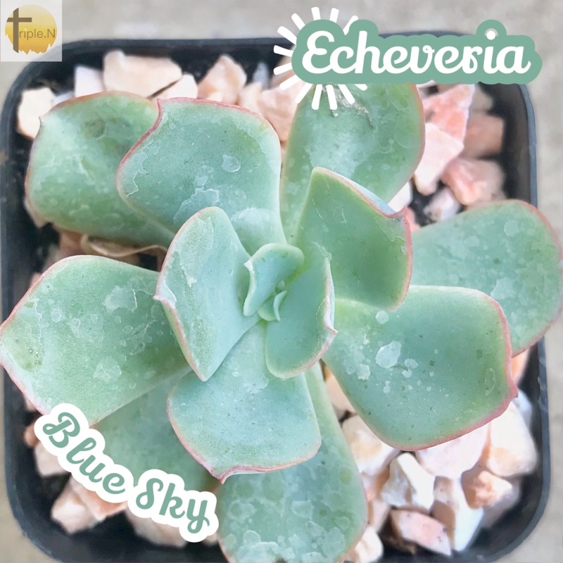 [กุหลาบหินบลูสกาย] Echeveria Blue Sky ส่งพร้อมกระถาง แคคตัส Cactus Succulent Haworthia Euphorbia ไม้หายาก พืชอวบน้ำ