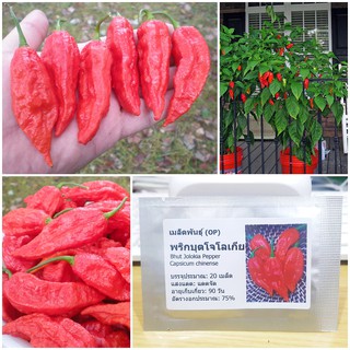 เมล็ดพันธุ์ พริกบุตโจโลเกีย (Bhut Jolokia Pepper Seed) บรรจุ 20 เมล็ด คุณภาพ50 เมล็ด (ไม่ใช่พืชที่มีชีวิต)