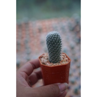 เข็มเงิน Mammillaria germinispina กระบองเพชร แคคตัส