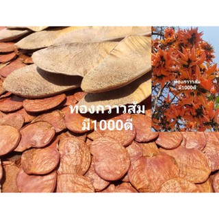 เมล็ดทองกวาวดอกสีส้ม 100 เมล็ด เมล็ดคุณภาพพร้อมวิธีเพาะ