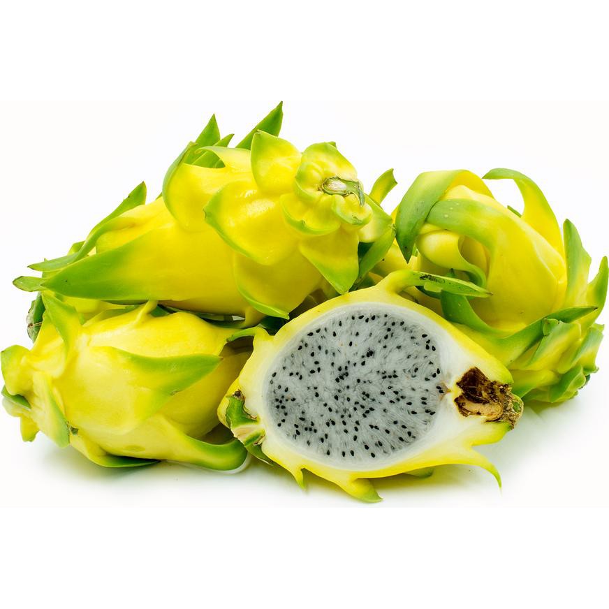 แก้วมังกรพันธุ์ Israeli Yellow Dragon Fruit กลิ่นหอมเหมือนน้ำผึ้ง ขนาด 20-30 ซม 1ต้น