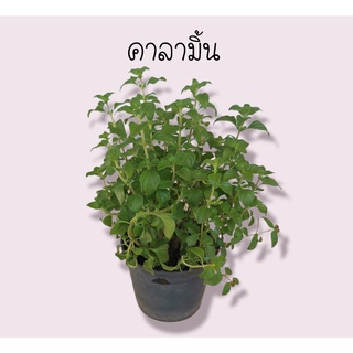 คาลามินต์ Calamint ดอกสีขาว และสีม่วง ออกดอกทั้งปี #สมุนไพรฝรั่ง *ซื้อ 10 แถม 1 คละชนิดได้