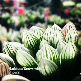 H.obtusa ‘Snow white 2’ A067