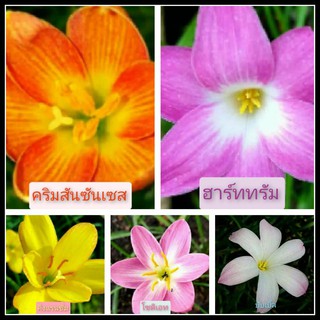 บัวดิน5สี5หัวแยกสีให้ ปลูกง่าย ทนสภาพแล้ง หัวบัวดิน หัวพันธ์ สีส้ม ชมมู เหลือง