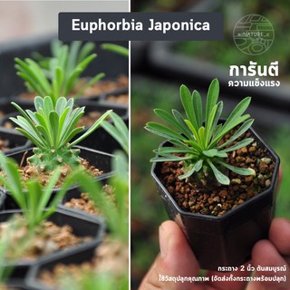 แคคตัส กระบองเพชร คนป่า euphorbia japonica  บอนไซจิ๋ว กระถางพลาสติก2นิ้ว