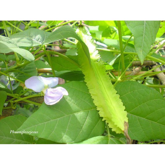 เมล็ดพันธุ์ ถั่วพู ซองละ 25 บาท เมล็ดจากบ้านสวนสามารถปลูกต่อได้