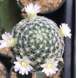 แมมกรีเซเล่ Mammillaria Giselae