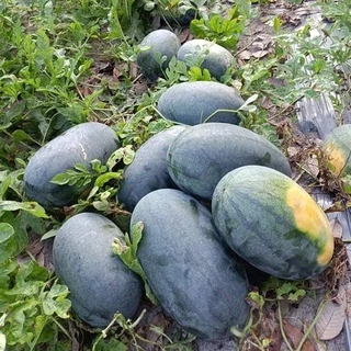เมล็ดพันธุ์แตงโมตอปิโด เมล็ดแตงโมญ่า 3-150 เมล็ด ปลูกง่าย เนื้อแดงหวานฉ่ำ[ซื้อ 10 แถม 1 คละได้]