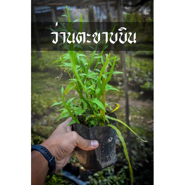 ต้นตะขาบบิน หรือ ตะขาบหิน พอกพิษสัตว์เลื้อยคลาน